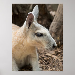 Wallaby Profile ポスター