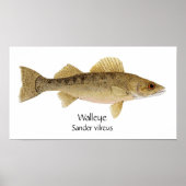 Walleye Art ポスター (正面)