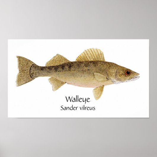 Walleye Art ポスター (正面)