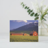 Wallowaの谷の小麦畑、ちょうど外で ポストカード (スタンド正面)