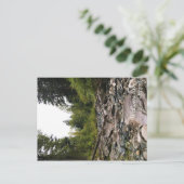 Wallowa River、または ポストカード (スタンド正面)