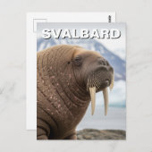 Walrus in Svalbard Norway ポストカード (正面/裏面)