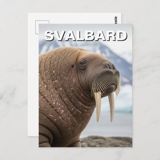 Walrus in Svalbard Norway ポストカード (正面/裏面)