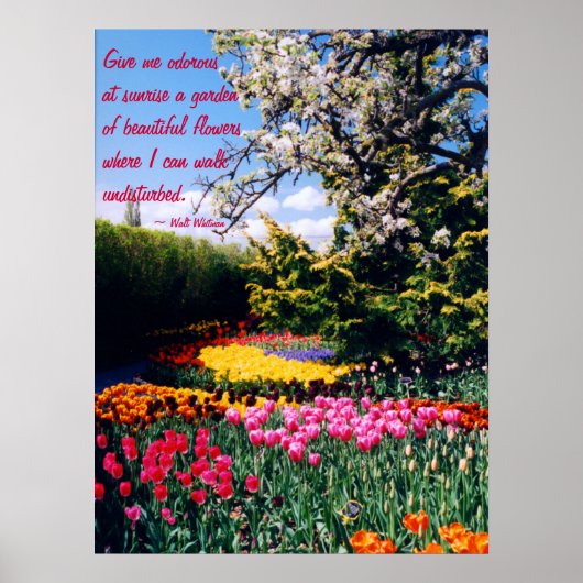 Walt Whitman Tulip Garden Poster ポスター (正面)