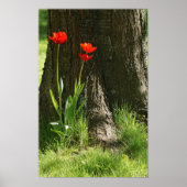 Wanddruck mit roten Tulpen am Baumstamm ポスター (正面)