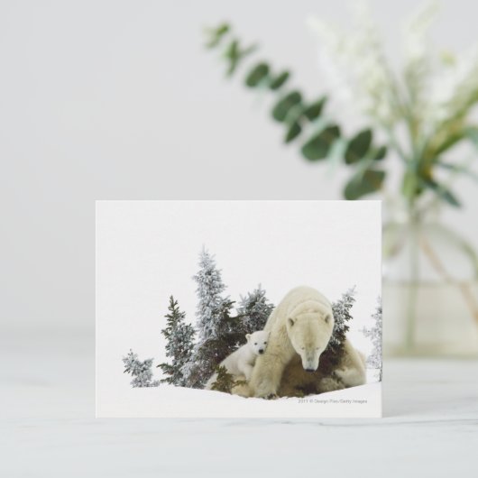 Wapuskの国立公園の白くま ポストカード (スタンド正面)