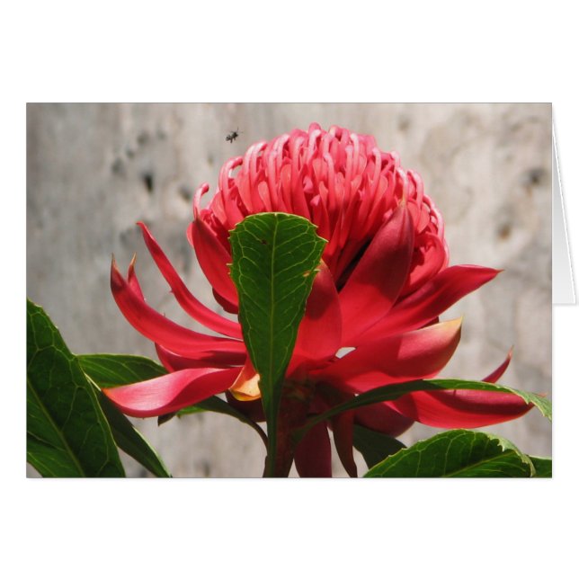 Waratah (正面横)
