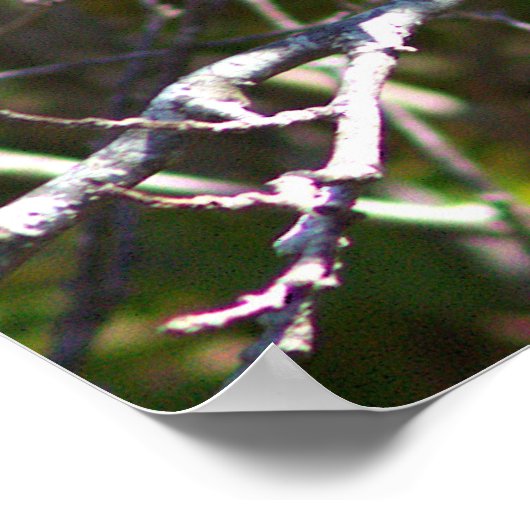 Warbler Bird Photo Poster ポスター (角)