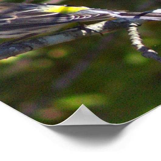 Warbler Bird Photo Poster ポスター (角)