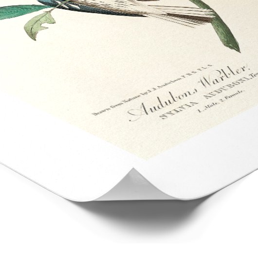 Warbler by Audubon Poster ポスター (角)