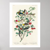 Warbler by Audubon Poster ポスター (正面)