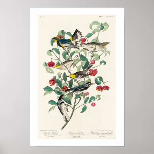 Warbler by Audubon Poster ポスター (正面)