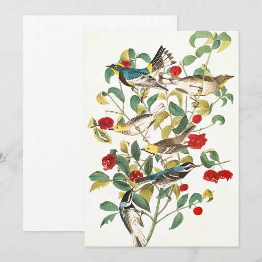 Warbler by John James Audubon サンキューカード (正面/裏面)