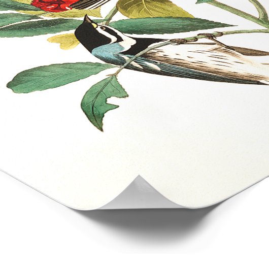Warbler by John James Audubon ポスター (角)