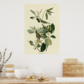 Warbling Flycatcher ポスター (キッチン)