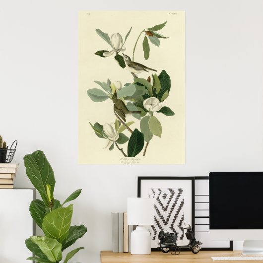 Warbling Flycatcher ポスター (ホームオフィス)