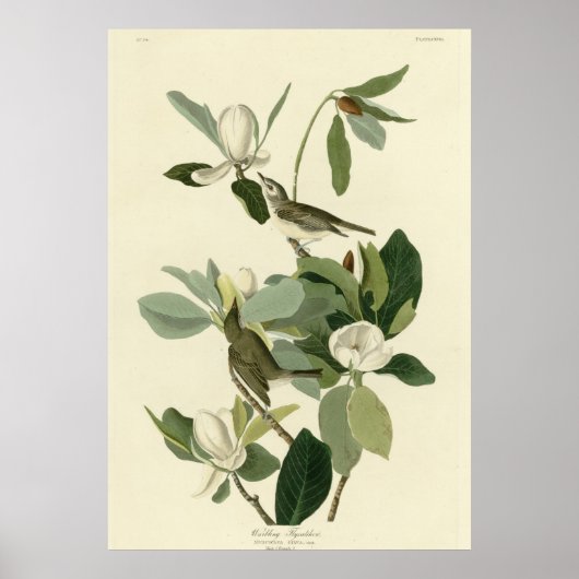 Warbling Flycatcher ポスター (正面)