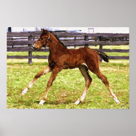 Warmblood Foal Horse Poster Print ポスター (正面)