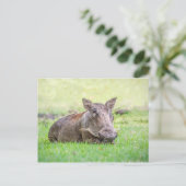 Warthogのすばらしい郵便はがき ポストカード (スタンド正面)