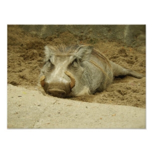Warthog フォトプリント