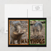 WARTHOGS – 野生動物 ポストカード (正面/裏面)