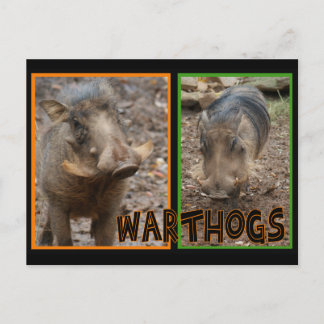 WARTHOGS – 野生動物 ポストカード