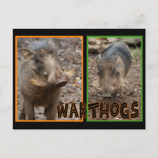 WARTHOGS – 野生動物 ポストカード (正面)