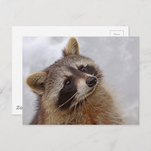 Waschbär ポストカード (正面/裏面)