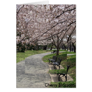 Washington D.C.の桜
