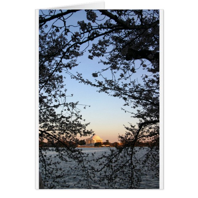 Washington D.C.の桜 (正面)