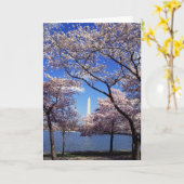 Washington D.C.の桜 カード (黄色い花)