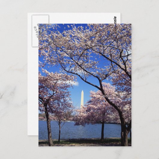 Washington D.C.の桜 ポストカード (正面/裏面)