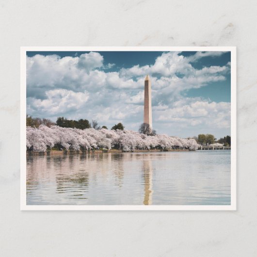 Washington Monument Cherry Blossoms DC Photo ポストカード (正面)
