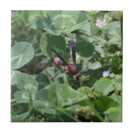 Waspセラミックタイル タイル