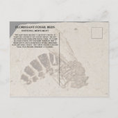 Wasp化石フローリサン化石ベッドナショナルモニュメ ポストカード (裏面)