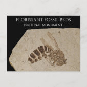 Wasp化石フローリサン化石ベッドナショナルモニュメ ポストカード (正面)
