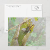 Wasp Checking Spider Webポストカード ポストカード (正面/裏面)
