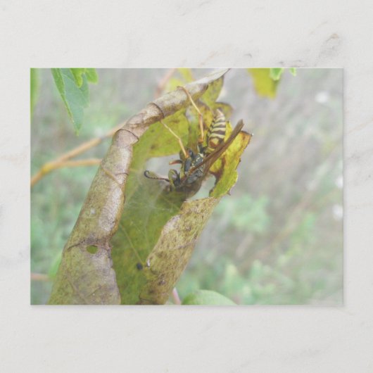 Wasp Checking Spider Webポストカード ポストカード (正面)
