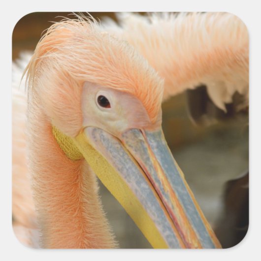 Watching You Pelicanステッカー スクエアシール (正面)