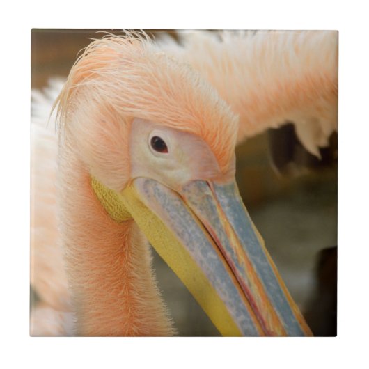 Watching You Pelicanタイル タイル (正面)