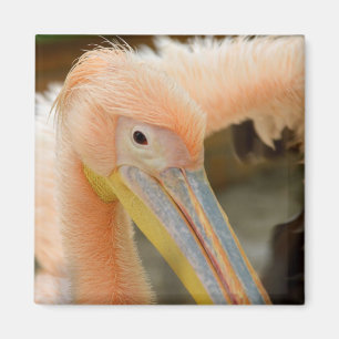 Watching You Pelican Magnet マグネット