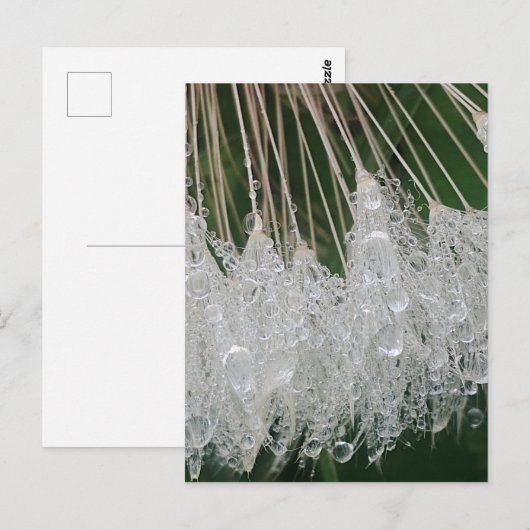 Water droplets ポストカード (正面/裏面)