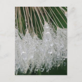 Water droplets ポストカード (正面)