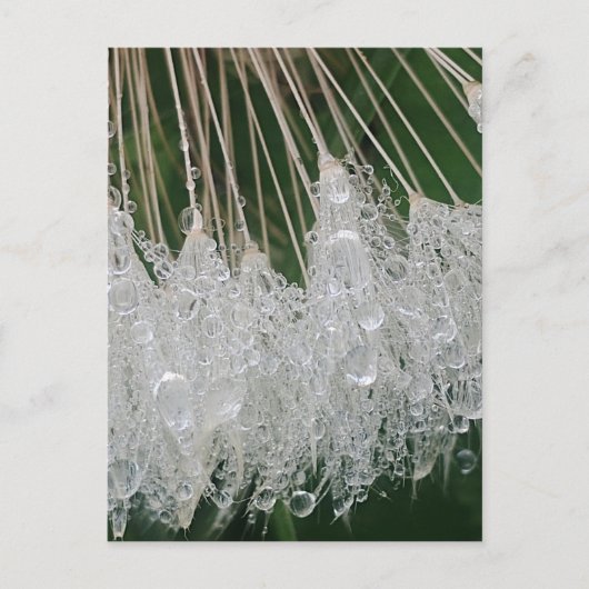 Water droplets ポストカード (正面)