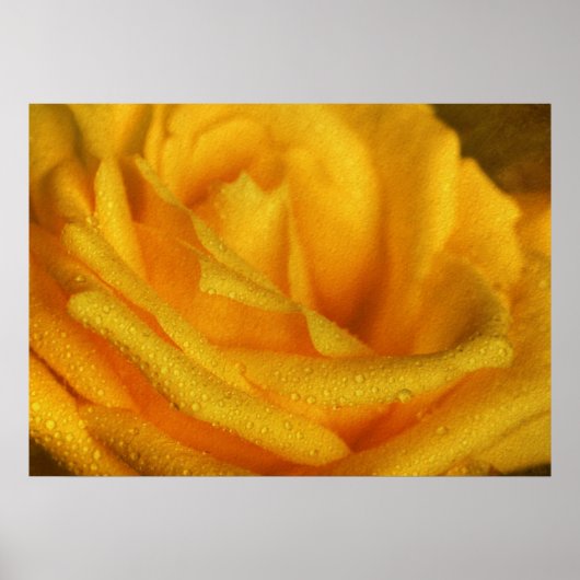 Water Droplets on Elegant Yellow Rose ポスター (正面)