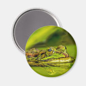 water frog マグネット (正面/裏面)
