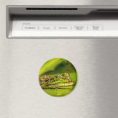 water frog マグネット (インサイチュ (食洗機))