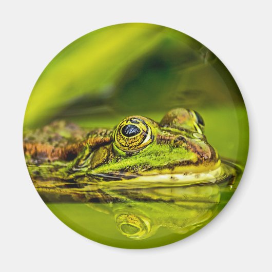 water frog マグネット (正面)