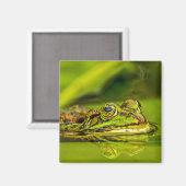 water frog マグネット (正面/裏面)