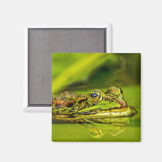 water frog マグネット (正面/裏面)
